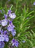 Rosemarinus officinalis